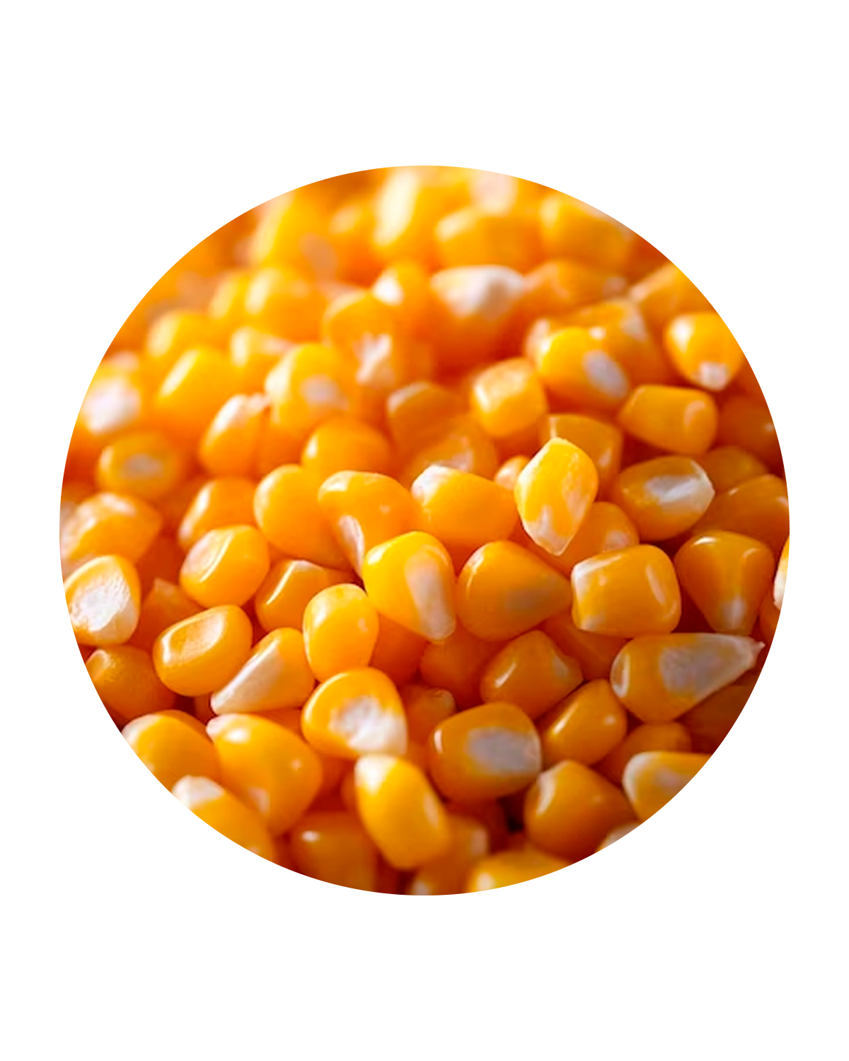 Maiz Entero - Importadora Metropolitana - Logistica Gonzalez