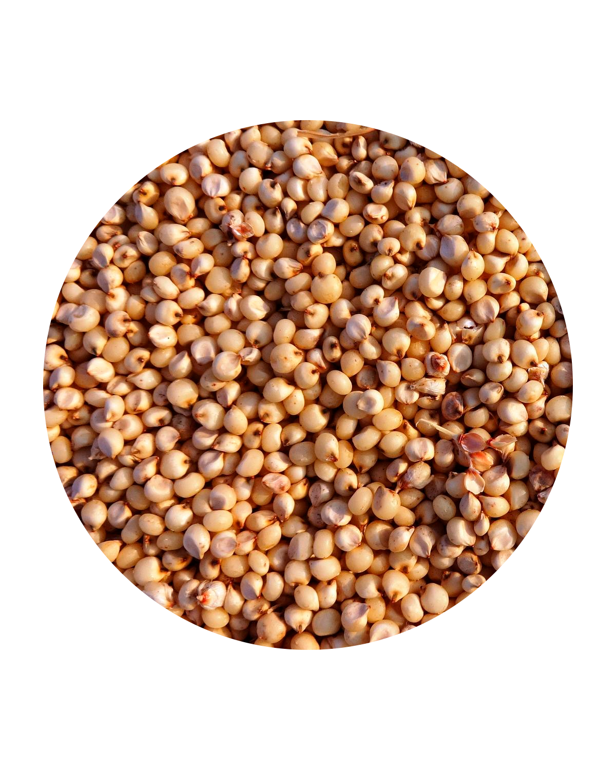 Sorgo - Importadora Metropolitana - Logistica Gonzalez